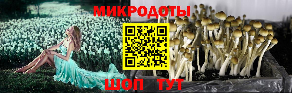 Галлюциногенные грибы Psilocybine cubensis Миллерово